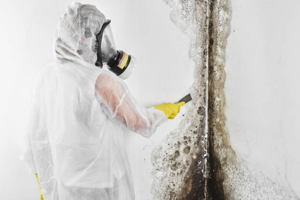 Best Professional Mold Removal  in Wentzville, MO