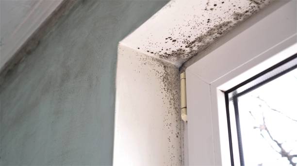 Best Toxic Mold Removal  in Wentzville, MO