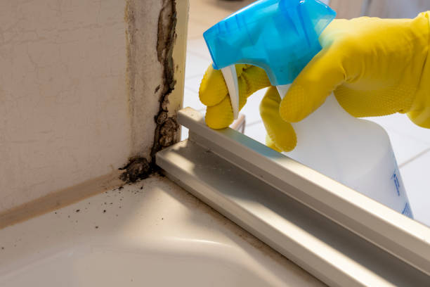Best Black Mold Removal  in Wentzville, MO