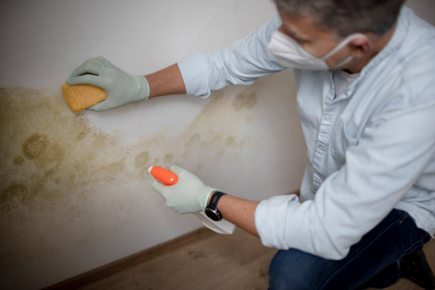 Best Mold Testing  in Wentzville, MO
