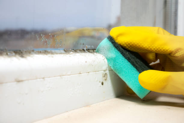 Best Fast Mold Removal  in Wentzville, MO